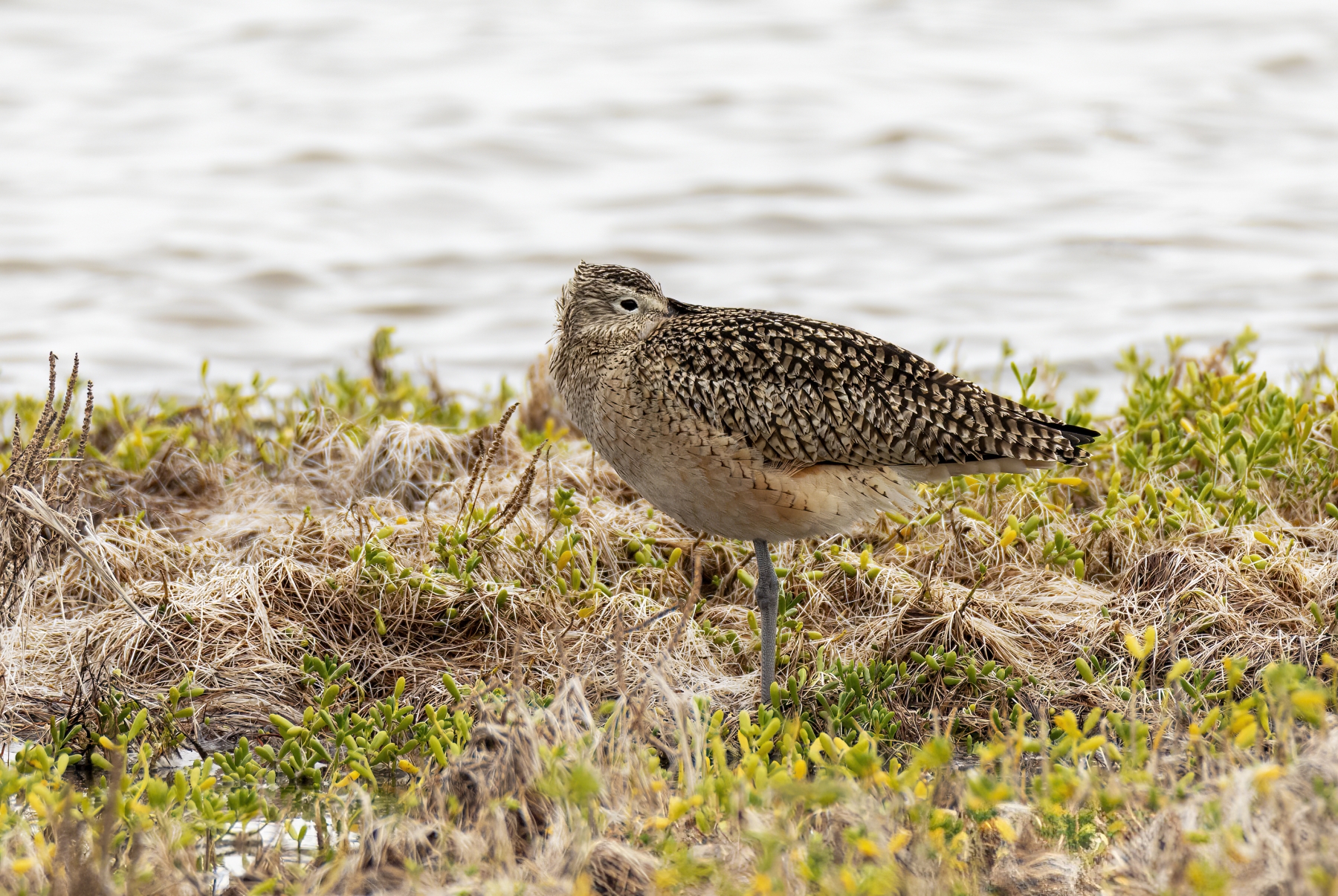 Marbled Godwit, Padre Island National Seashore, Texas